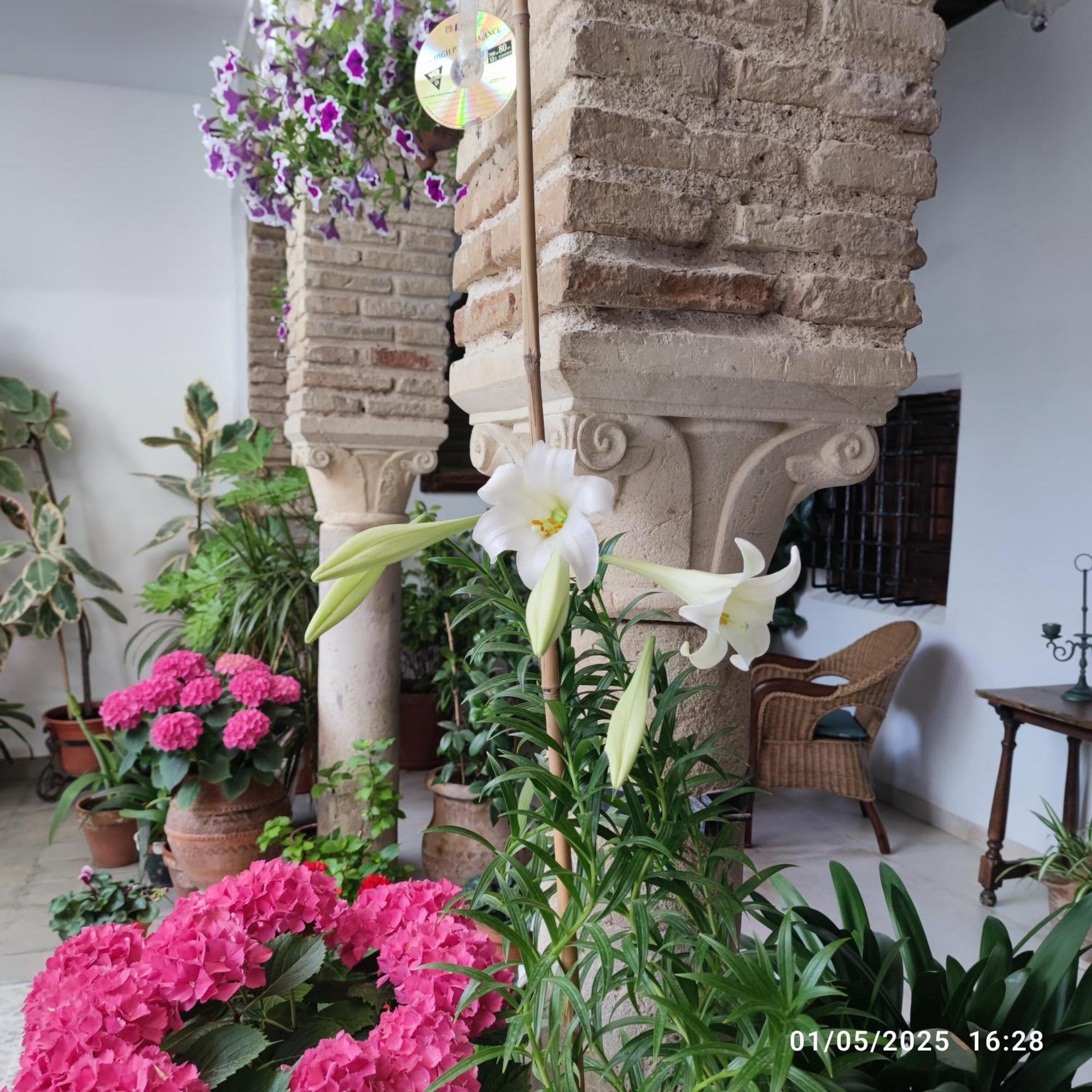 El Patio De Regina Apartman Córdoba Kültér fotó